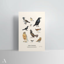 Load image into Gallery viewer, Birds of Pennsylvania / Poster Art Print