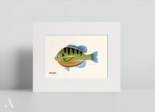Load image into Gallery viewer, Common Fish of Pennsylvania / Small Art Prints