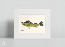 Load image into Gallery viewer, Common Fish of Pennsylvania / Small Art Prints