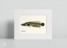 Load image into Gallery viewer, Common Fish of Pennsylvania / Small Art Prints