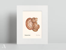 Load image into Gallery viewer, Mushrooms of Pennsylvania / Small Art Prints