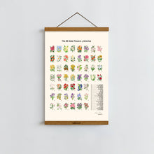 Load image into Gallery viewer, US State Flowers / Poster Art Print