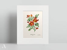 Load image into Gallery viewer, US State Flowers / Small Art Prints
