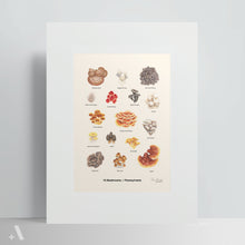 Load image into Gallery viewer, Mushrooms of Pennsylvania / Poster Art Print
