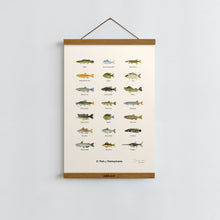 Load image into Gallery viewer, Common Fish of Pennsylvania / Poster Art Print

