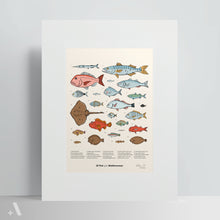 Load image into Gallery viewer, Fish of the Mediterranean / Poster Art Print
