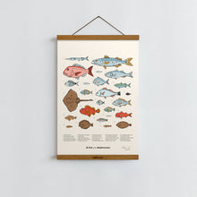 Load image into Gallery viewer, Fish of the Mediterranean / Poster Art Print
