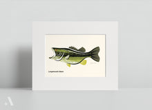 Load image into Gallery viewer, Common Fish of Pennsylvania / Small Art Prints
