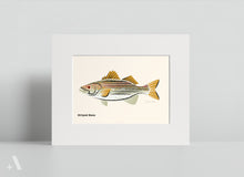 Load image into Gallery viewer, Common Fish of Pennsylvania / Small Art Prints
