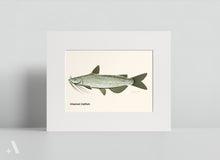 Load image into Gallery viewer, Common Fish of Pennsylvania / Small Art Prints
