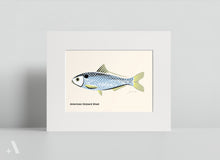 Load image into Gallery viewer, Common Fish of Pennsylvania / Small Art Prints
