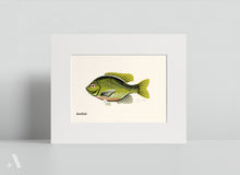 Load image into Gallery viewer, Common Fish of Pennsylvania / Small Art Prints
