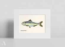 Load image into Gallery viewer, Common Fish of Pennsylvania / Small Art Prints
