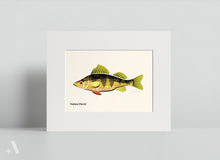 Load image into Gallery viewer, Common Fish of Pennsylvania / Small Art Prints
