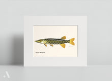 Load image into Gallery viewer, Common Fish of Pennsylvania / Small Art Prints
