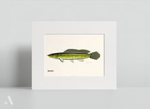 Load image into Gallery viewer, Common Fish of Pennsylvania / Small Art Prints
