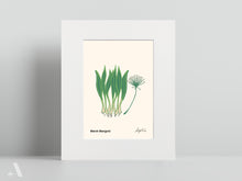 Load image into Gallery viewer, Forageable Plants of Pennsylvania / Small Art Prints
