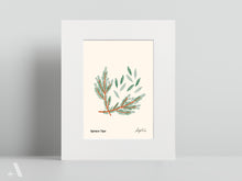 Load image into Gallery viewer, Forageable Plants of Pennsylvania / Small Art Prints
