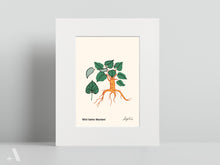 Load image into Gallery viewer, Forageable Plants of Pennsylvania / Small Art Prints
