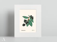 Load image into Gallery viewer, Forageable Plants of Pennsylvania / Small Art Prints
